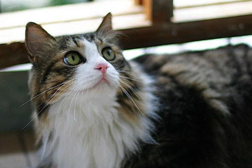 Hair care tips for Norwegian Forest cats