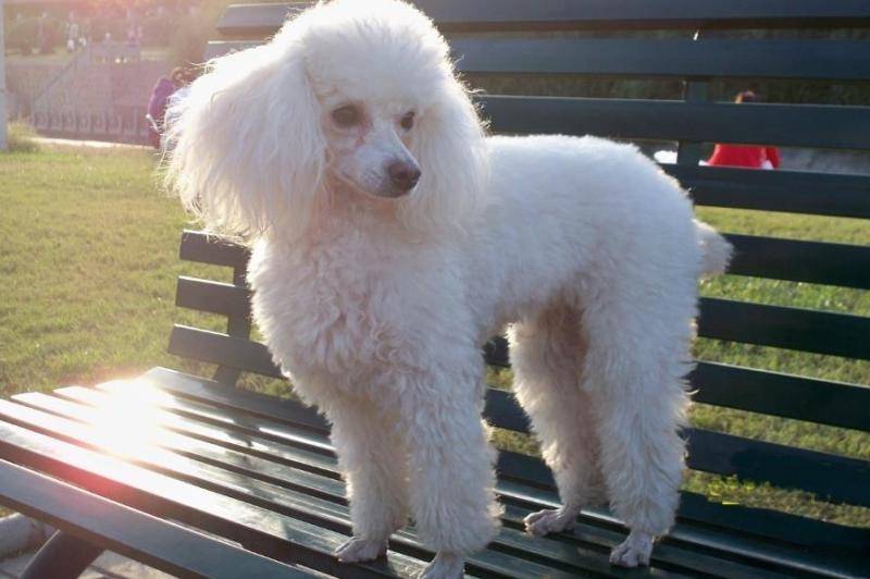 What’s going on with blood in your poodle’s stool? Must be patient to find the cause