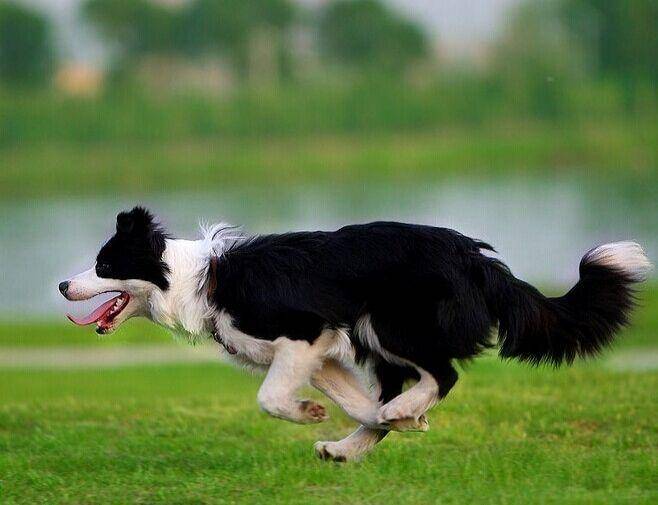 Border Collie Golden Retriever which is good to raise? It is really difficult to choose without careful comparison
