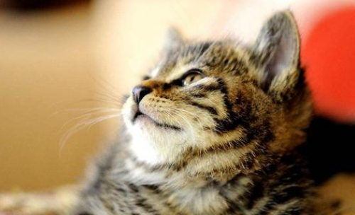 How to raise civet cats and civet cats,