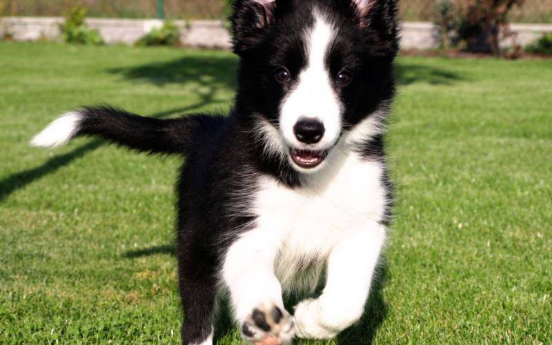 What about border Collies who are clingy? There’s always something that works for you