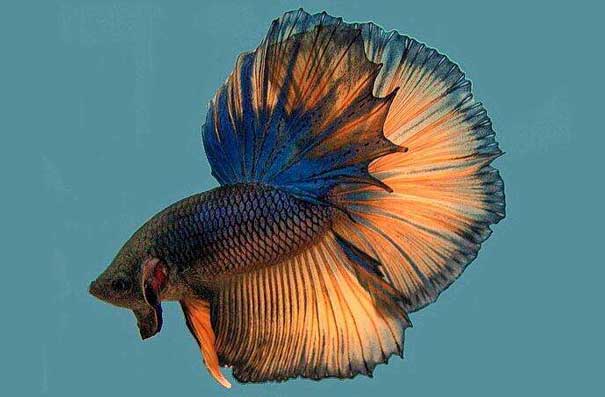 Some of the most common diseases of Thai fighting fish