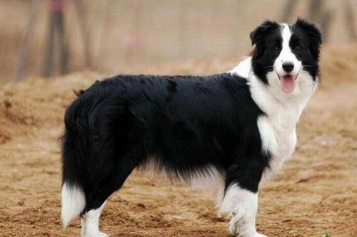 Border collie city can keep? Look at their habits and you’ll know