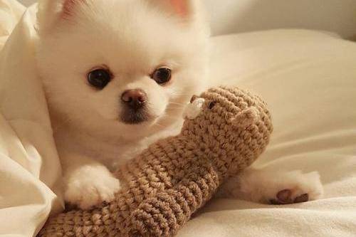 Pomeranian tooth replacement period is a few months, generally speaking, are similar