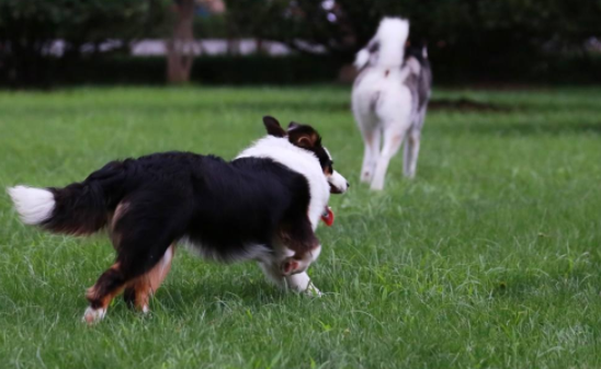 Border collie how clingy, through some behavior to feel under