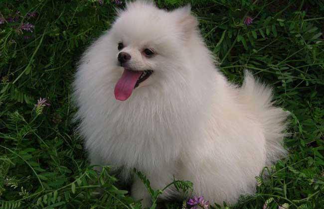 What’s with the Pomeranian shivers? These reasons should be eliminated one by one