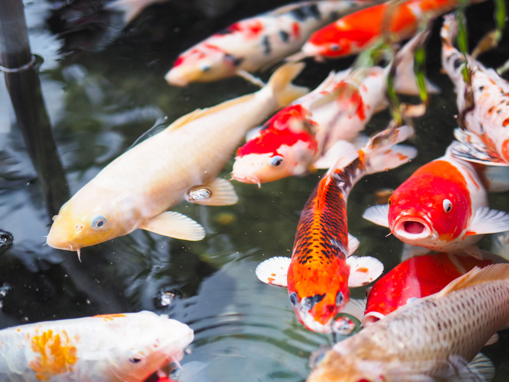 What are the biological factors that can infect ornamental fish with diseases?