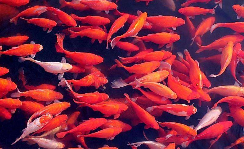 How to raise koi fish, look at these ways of people
