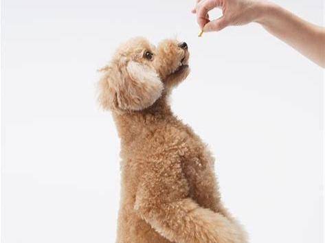 Poodle got small how to do? These stages are important