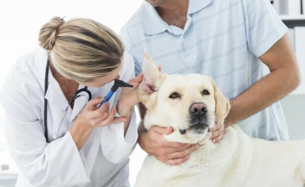These are some of the things that tell you if a Labrador is healthy.