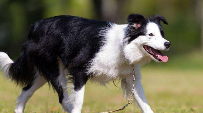 The reasons for not having a border collie, which everyone recognizes, are these