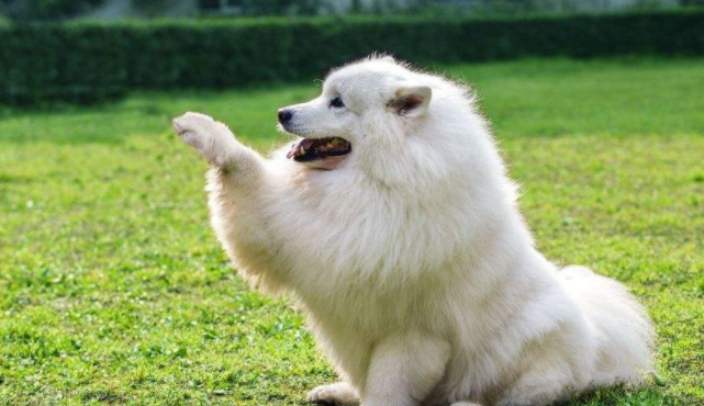 The difference between the Great Pyrenees and Samoyed, do not look all white