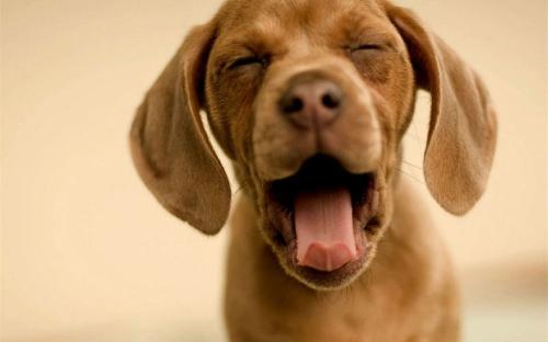 How to help your dog get rid of bad breath