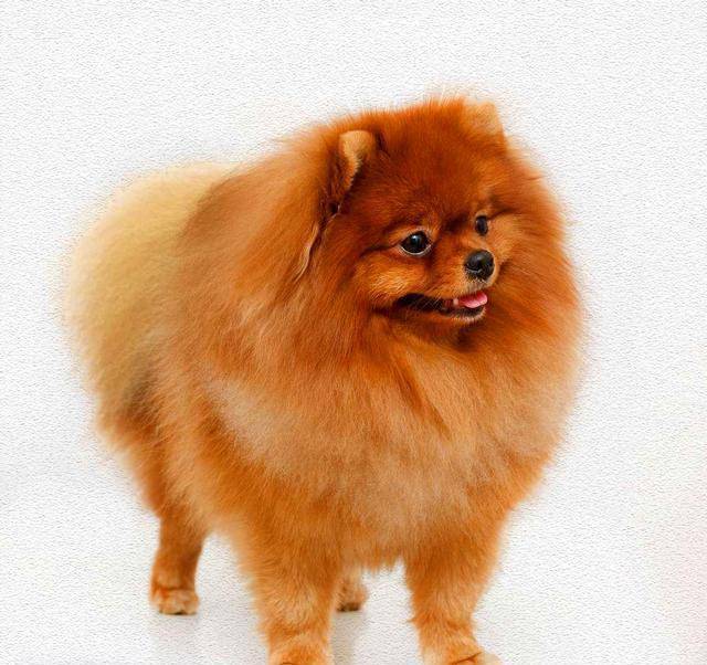 What happens to Pomeranian dogs without vaccinations? The worst thing that could happen is this