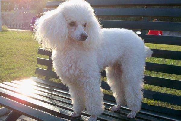 How is the poodle sleeping shiver to return a responsibility? There are several reasons