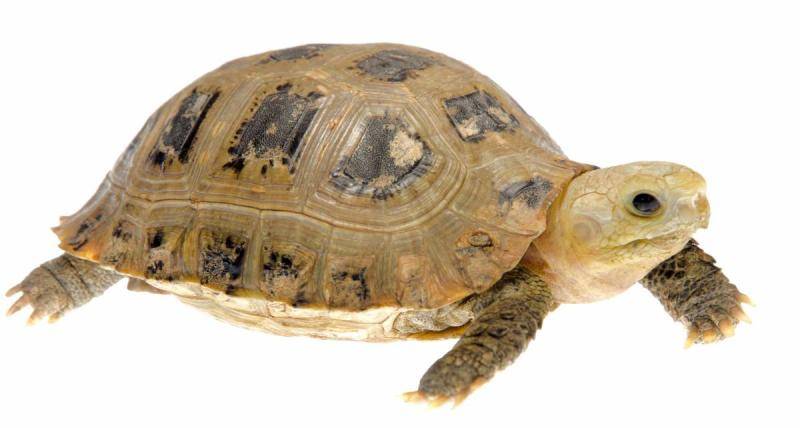 Small turtle life habits, together with the popular science of turtle life