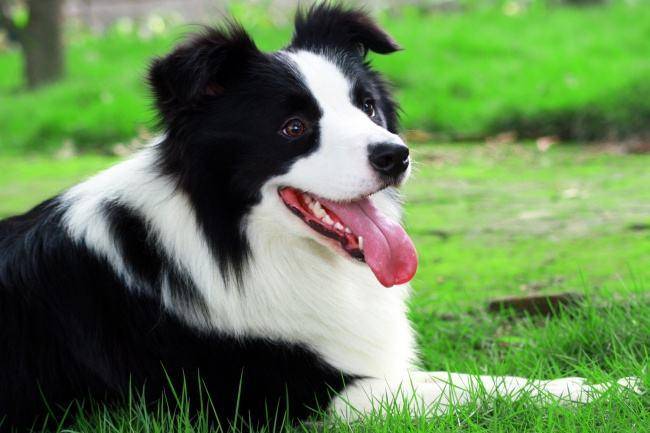 Which is better, Border Collie or Doberman? Different styles can also be compared