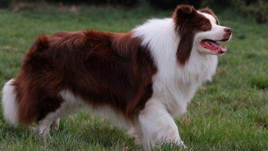 Border collie like to bite how to do? Must strengthen education