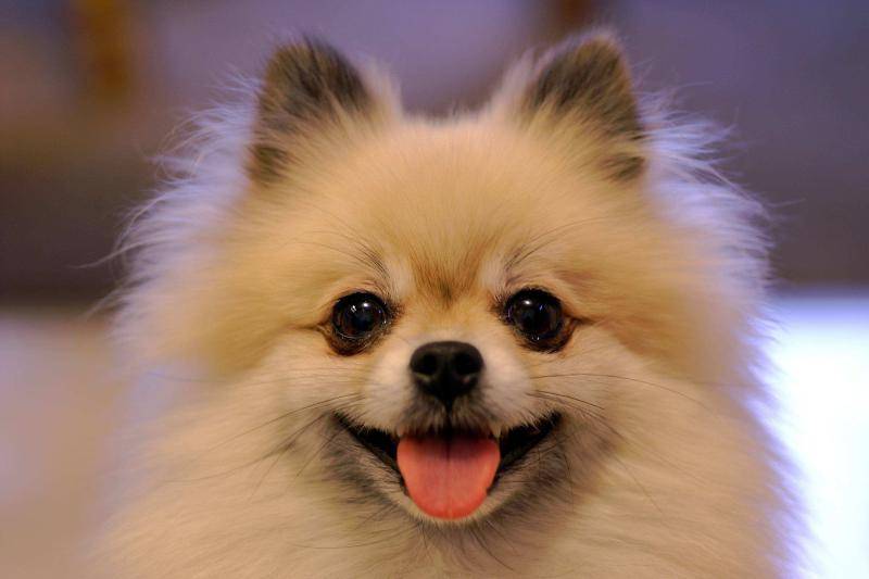 Pomeranian eat bones stuck to how to do? The best way should be like this