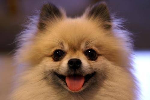 Pomeranian black skin disease pre-symptoms, accurate determination is necessary