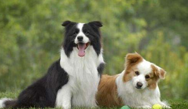 Is the Border Collie great? These aspects are really great