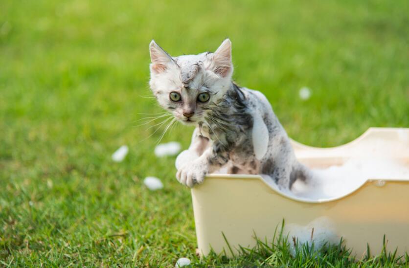 How to give a kitten a bath