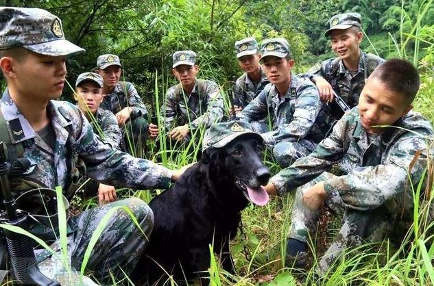 Police dog trainer and police dog to complete the last training after a tearful discharge: goodbye, my comrades,