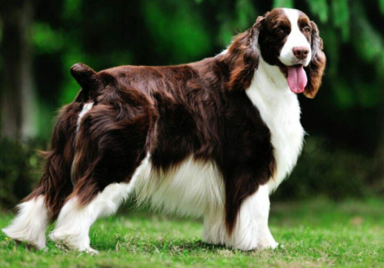 The difference between Beagle and Springer Spaniel, the external and internal differences are great