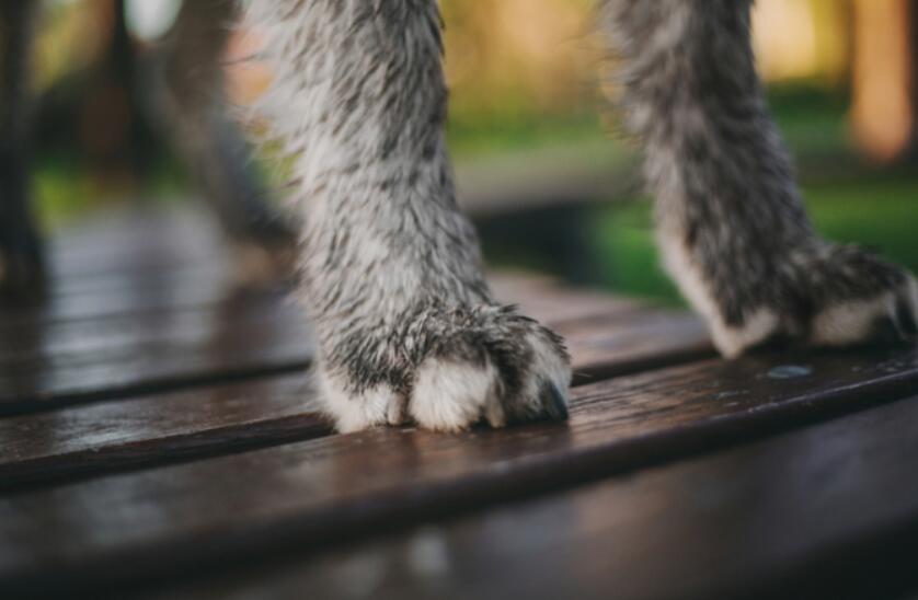 7 ways to clean your dog’s paws