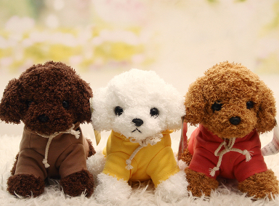 Teacup dog Teddy how long life expectancy, normal conditions are similar