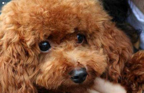 Teddy dog skin disease is contagious? These knowledge you need to understand
