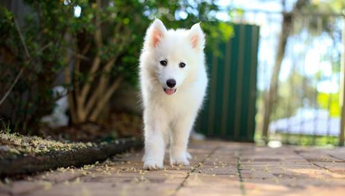 What should I do if my Samoyed has diarrhea?