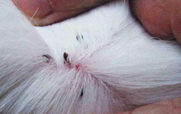 Dogs with ticks how to do? Treat the symptoms and cure the root cause of the method to know some