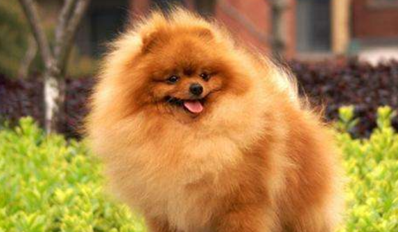 What will happen if Pomeranian does not vaccinate? It is very bad for people and themselves