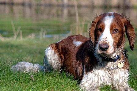 The advantages and disadvantages of the Spaniel, it is best to fully understand before raising