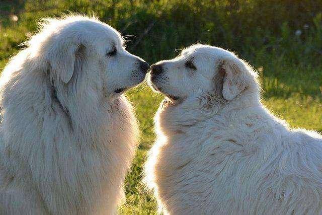 The difference between the Great Pyrenees and Labrador, the difference in appearance is very big