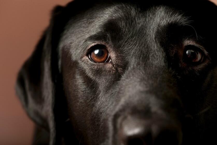 The 8 common eye problems of dogs