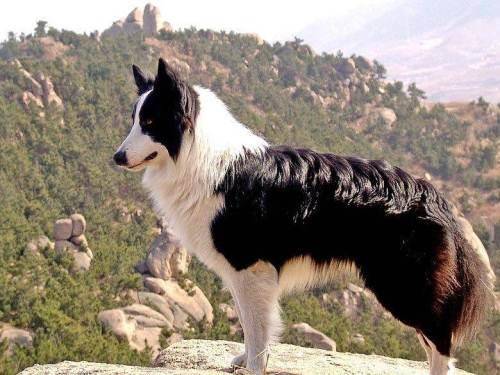 Can Border Collies eat omnivorous food? It is better to be careful about the diet