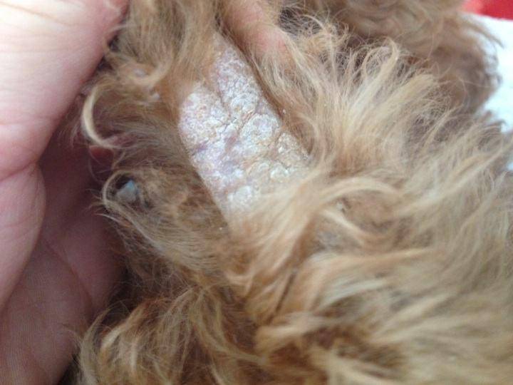 How to do when Teddy has a skin disease? The right medicine will be complete