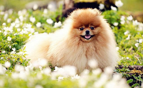 Do Pomeranian cats still shed after they change their hair?