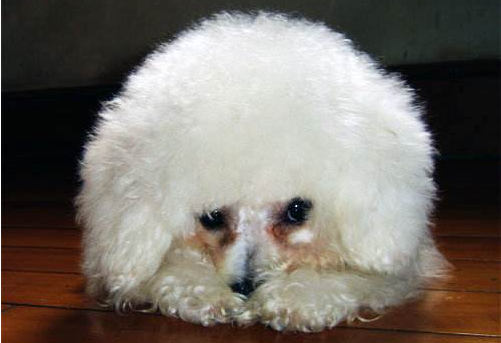 What should I do if my bichon has tear stains? There are several ways to solve