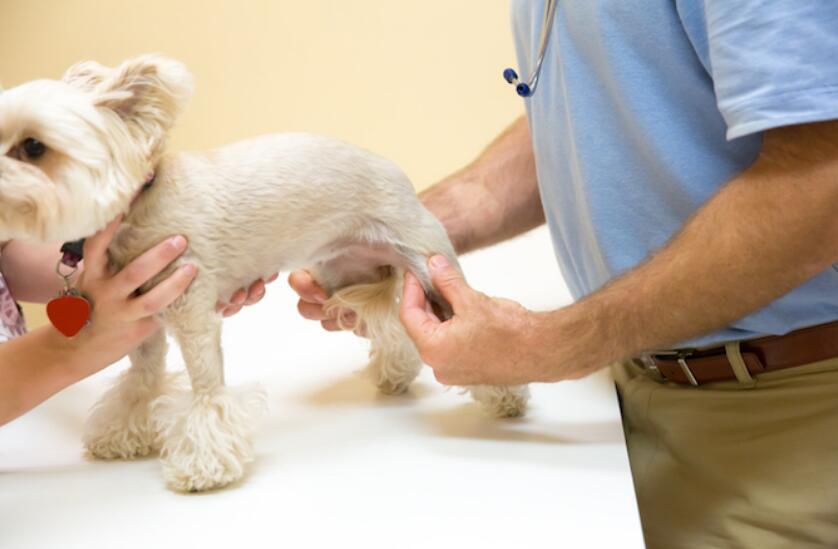 7 Ways to Prevent and Treat Knee Injuries in Dogs