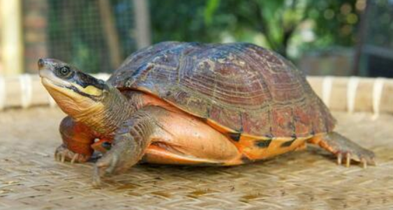 How many years can the turtle live, a thousand years of the tortoise is so