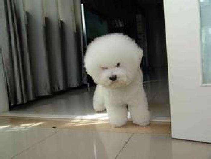 Does the Bichon Frise shed a lot? The main thing is the method of grooming