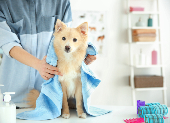 6 tips for dog grooming