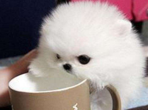 The life span of a Pomeranian Teacup is, normally, this