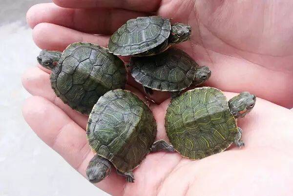 How to raise a Brazilian tortoise? This is how a million year old turtle is raised