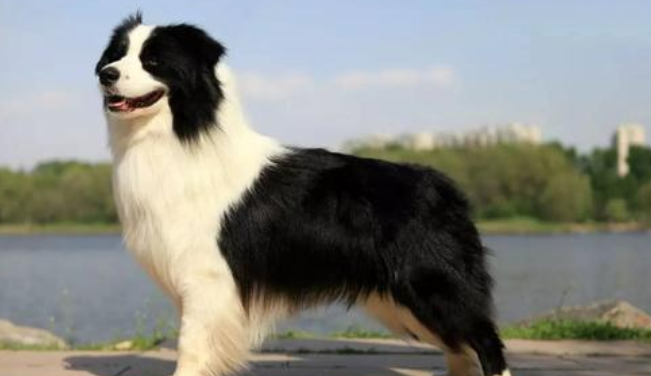 Border collie why fewer people keep? After reading you will not be silent