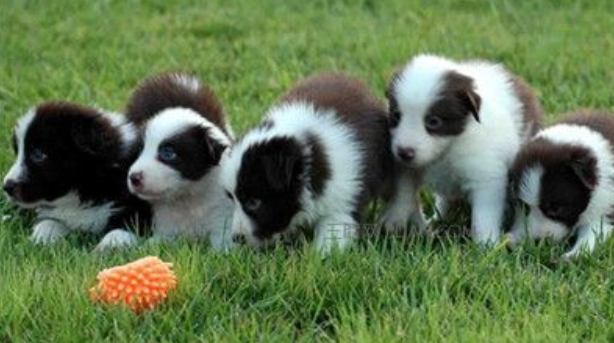 How many times a year does a Border Collie change its coat? This is usually the case