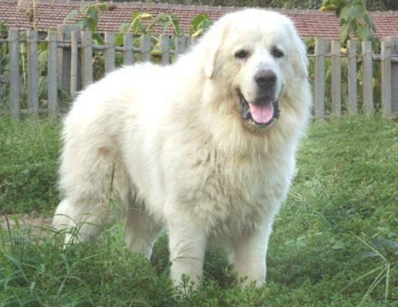 How long does it take for a Great Pyrenees to set? Not surprisingly, this is the time